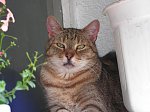 Obrazek
