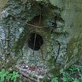WOLFSCHANZE