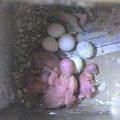 4 pisklaki 5 jaj ale już niedługo bo na jednym jajku widać już mały otworek. Maluch chce wyjść na światło dzienne.