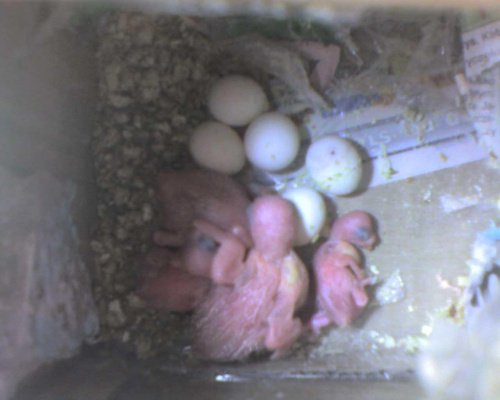 4 pisklaki 5 jaj ale już niedługo bo na jednym jajku widać już mały otworek. Maluch chce wyjść na światło dzienne.