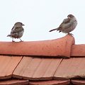 wroble na dachu #wróble #ptaki