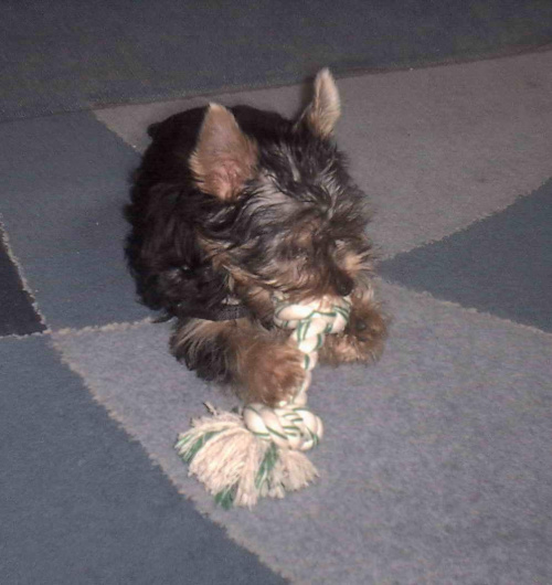 Pies rasy Yorkshire Terrier urodzony 04.06.2006 u nas w domu od 12.08.2006 (ok. godz. 17)