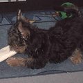 Pies rasy Yorkshire Terrier urodzony 04.06.2006 u nas w domu od 12.08.2006 (ok. godz. 17)