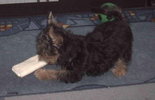 Pies rasy Yorkshire Terrier urodzony 04.06.2006 u nas w domu od 12.08.2006 (ok. godz. 17)