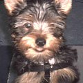 Pies rasy Yorkshire Terrier urodzony 04.06.2006 u nas w domu od 12.08.2006 (ok. godz. 17)