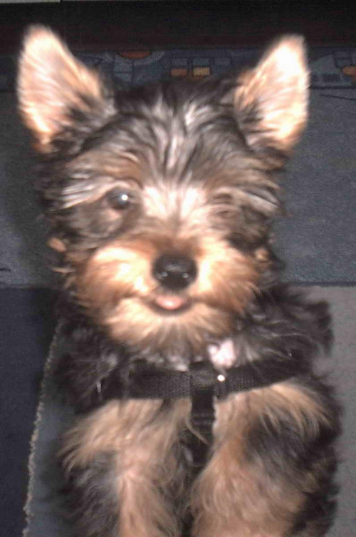 Pies rasy Yorkshire Terrier urodzony 04.06.2006 u nas w domu od 12.08.2006 (ok. godz. 17)