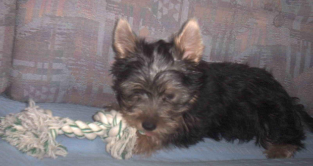 Pies rasy Yorkshire Terrier urodzony 04.06.2006 u nas w domu od 12.08.2006 (ok. godz. 17)