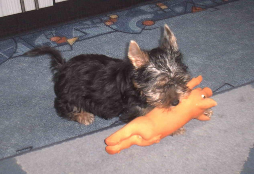 Pies rasy Yorkshire Terrier urodzony 04.06.2006 u nas w domu od 12.08.2006 (ok. godz. 17)