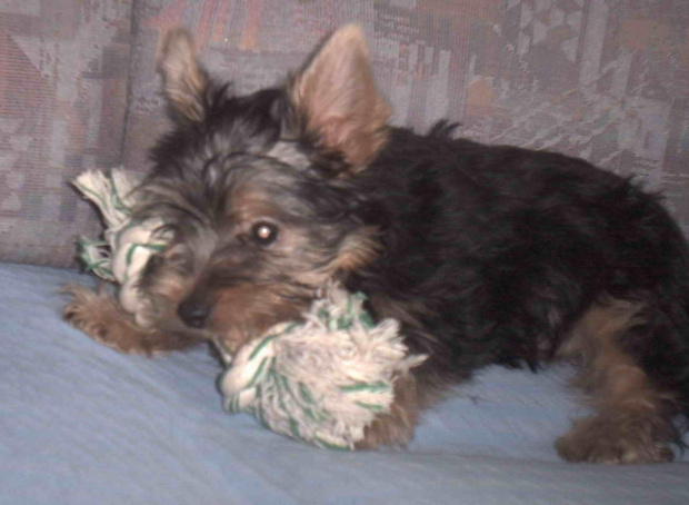 Pies rasy Yorkshire Terrier urodzony 04.06.2006 u nas w domu od 12.08.2006 (ok. godz. 17)