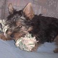 Pies rasy Yorkshire Terrier urodzony 04.06.2006 u nas w domu od 12.08.2006 (ok. godz. 17)