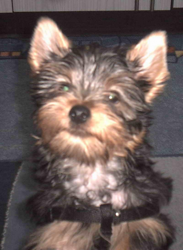 Pies rasy Yorkshire Terrier urodzony 04.06.2006 u nas w domu od 12.08.2006 (ok. godz. 17)