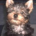 Pies rasy Yorkshire Terrier urodzony 04.06.2006 u nas w domu od 12.08.2006 (ok. godz. 17)