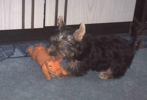 Pies rasy Yorkshire Terrier urodzony 04.06.2006 u nas w domu od 12.08.2006 (ok. godz. 17)