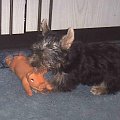 Pies rasy Yorkshire Terrier urodzony 04.06.2006 u nas w domu od 12.08.2006 (ok. godz. 17)