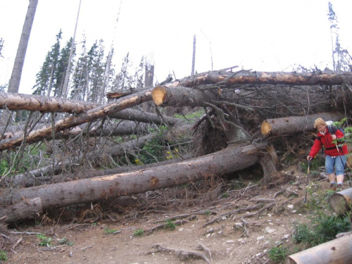 Skutki wichury z 2004 roku #GóryTatry