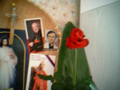#róża #róże #różyczka