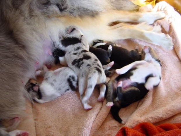 Zdjęcia mojego kochanego psiaka #collie