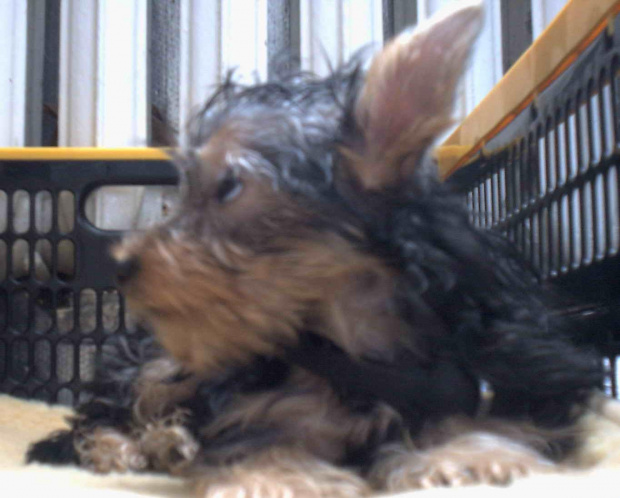 Pies rasy Yorkshire Terrier urodzony 04.06.2006 u nas w domu od 12.08.2006 (ok. godz. 17)