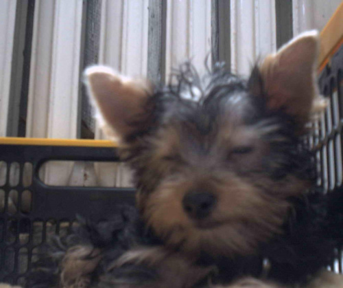 Pies rasy Yorkshire Terrier urodzony 04.06.2006 u nas w domu od 12.08.2006 (ok. godz. 17)