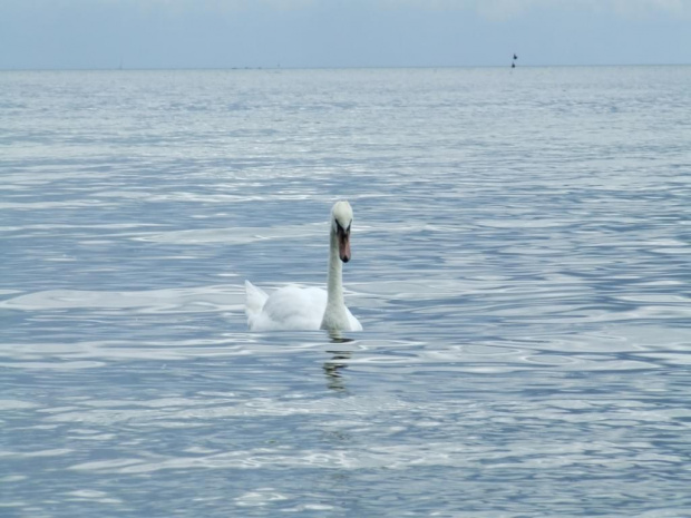 Łabędzie z Gdańskiej zatoki #Ptaki