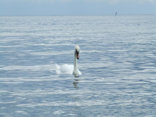 Łabędzie z Gdańskiej zatoki #Ptaki
