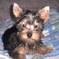 Pies rasy Yorkshire Terrier urodzony 04.06.2006 u nas w domu od 12.08.2006 (ok. godz. 17)