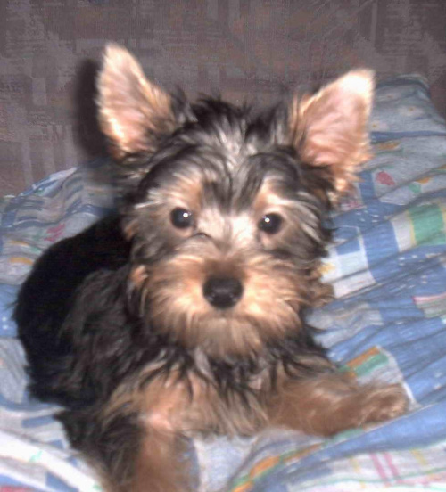 Pies rasy Yorkshire Terrier urodzony 04.06.2006 u nas w domu od 12.08.2006 (ok. godz. 17)