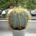 Ferocactus glaucescens