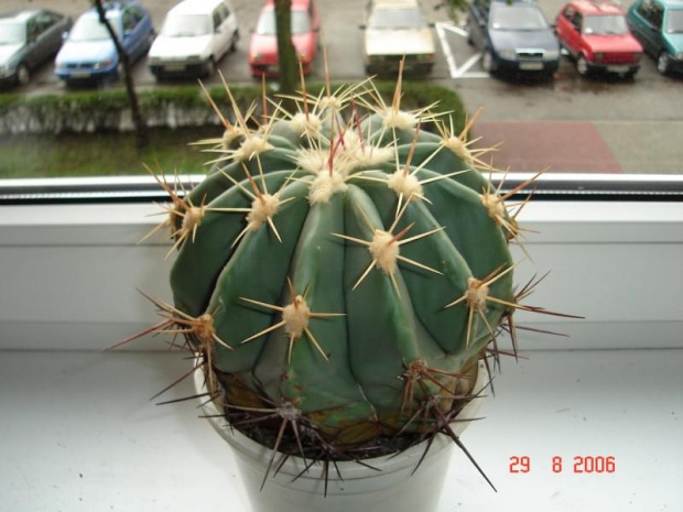 Ferocactus pottsii ( duży )