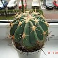 Ferocactus pottsii ( duży )