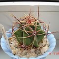 Ferocactus hystrix