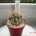 Ferocactus horridus v. longispinus