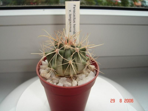 Ferocactus horridus v. longispinus