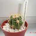 Ferocactus latispinus CH685