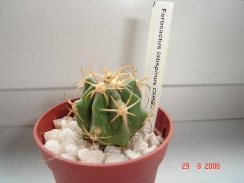 Ferocactus latispinus CH685