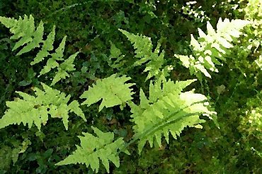 z jednego zdjecia-namalowane #paproć #PrzeróbkaZdjęcia #twórcze