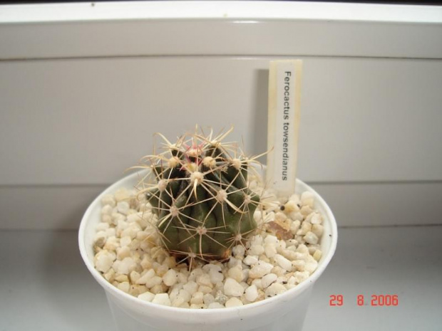 Ferocactus towsendianus