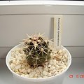 Ferocactus towsendianus