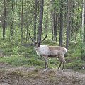 Wyprawa za Koło Polarne
