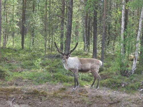 Wyprawa za Koło Polarne