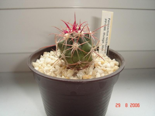 Ferocactus rectispinus PP1088 Mulege, Mex