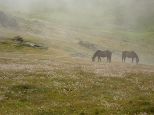 Dzikie konie we mgle...