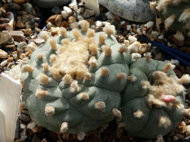 Lophophora williamsii Viesca Coah #LophophoraWilliamsii