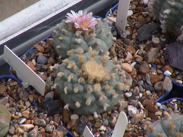 Lophophora williamsii v. texensis Karrizo Springs #LophophoraWilliamsii