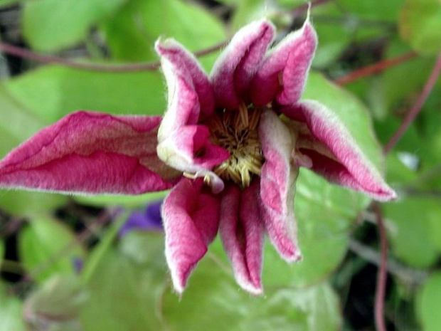 clematis