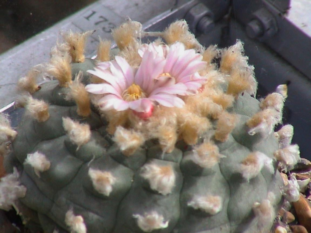 Lophophora williamsii