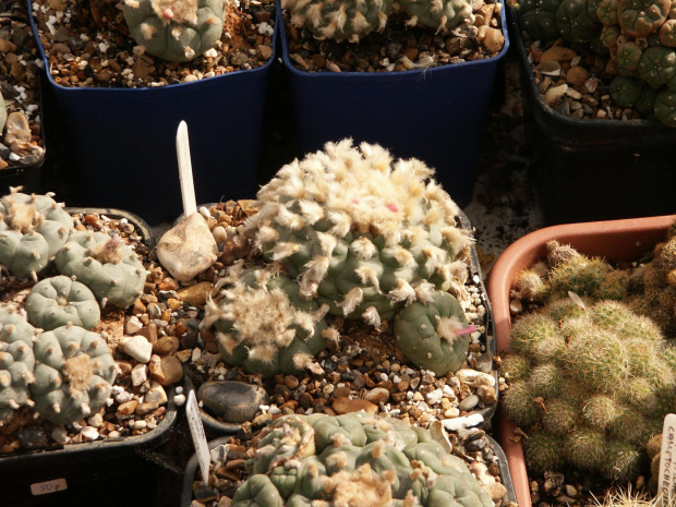 Lophophora williamsii