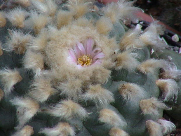 Lophophora williamsii