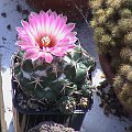 Coryphantha elephantipes