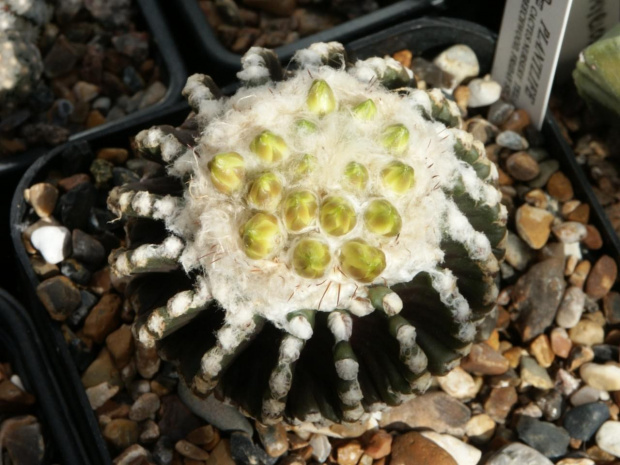 Discocactus horstii